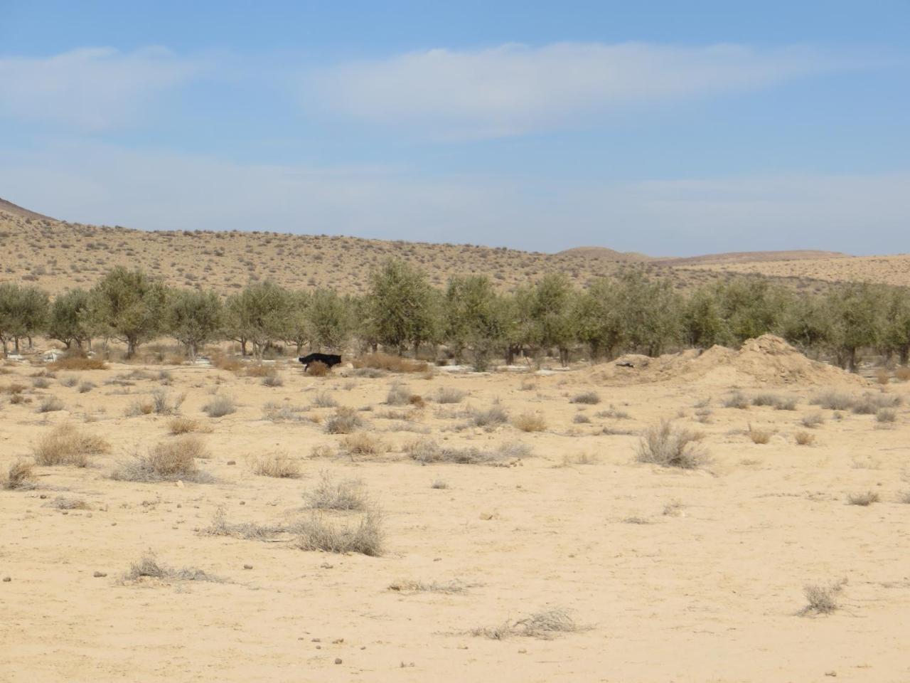 Succah In The Desert Mitzpe Ramon Ngoại thất bức ảnh